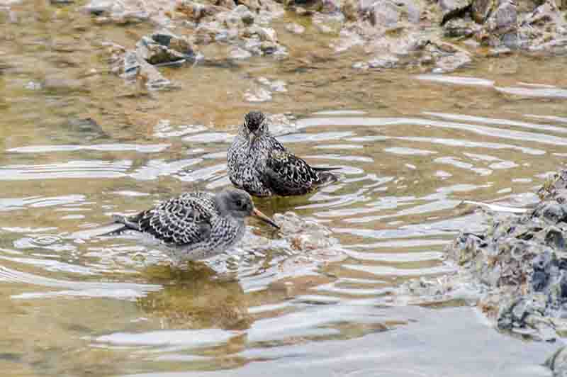 Dunlin o Calidris Alpina - islas Svalbard - Noruega 1.jpg